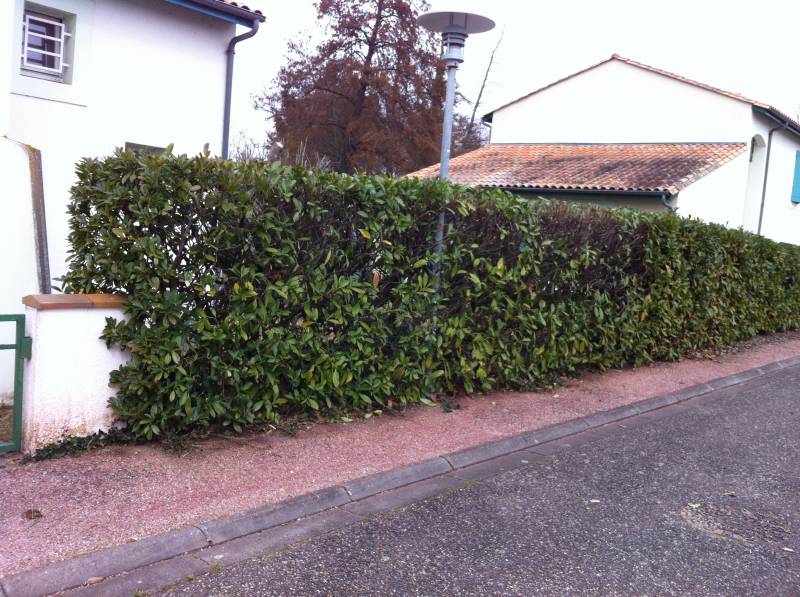 Entretien de jardin et haies à Libourne