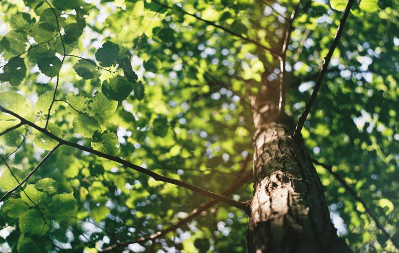 Devis pour élagage d'arbre en hauteur par un professionnel sur les secteurs de Libourne prés de Saint André de Cubzac 33 